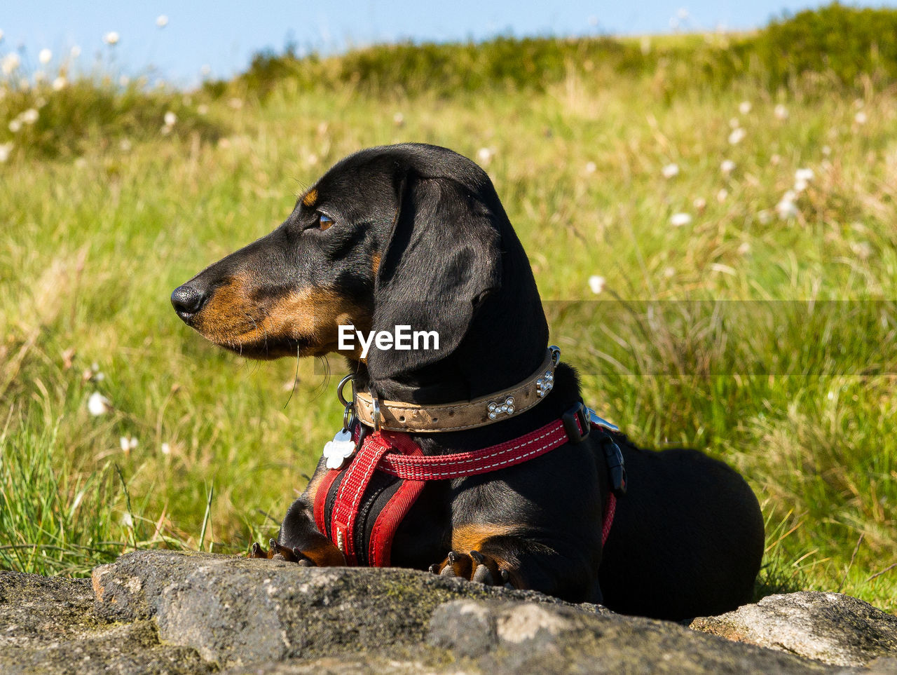 CLOSE-UP OF DOG SITTING ON FIELD