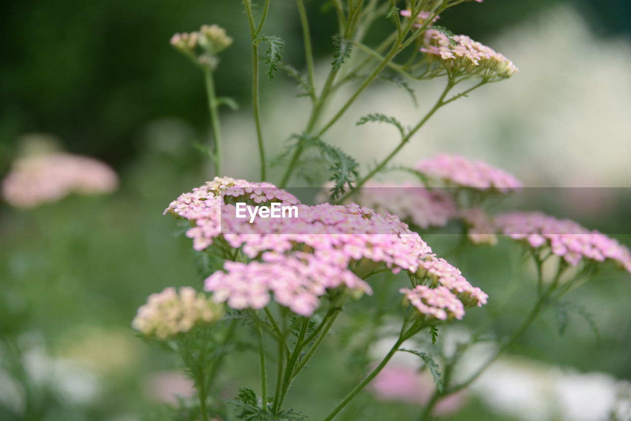 Achillea millefolium, commonly known as yarrow or common yarrow