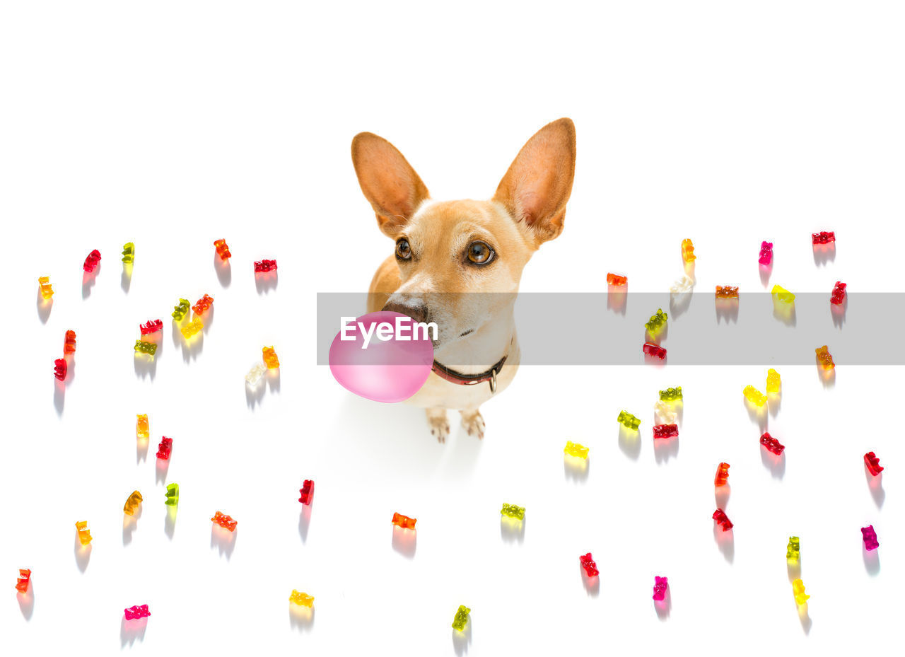 Portrait of dog with candies on white background