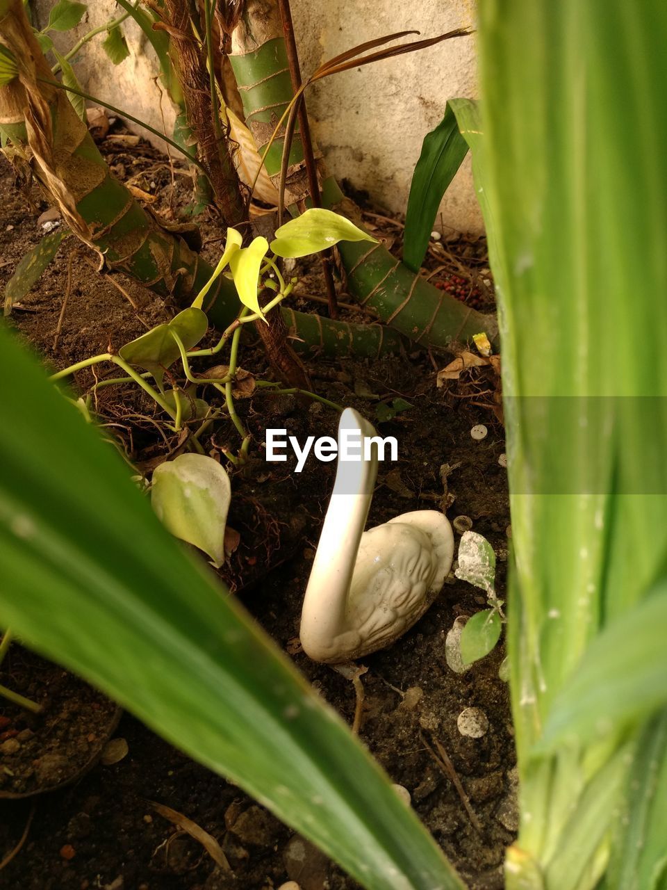 HIGH ANGLE VIEW OF BIRD PERCHING ON PLANTS