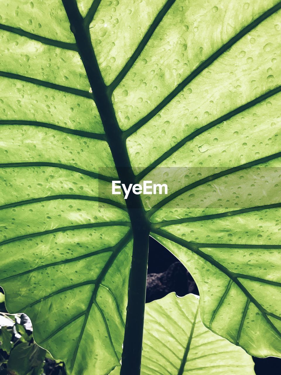 CLOSE-UP OF GREEN LEAVES