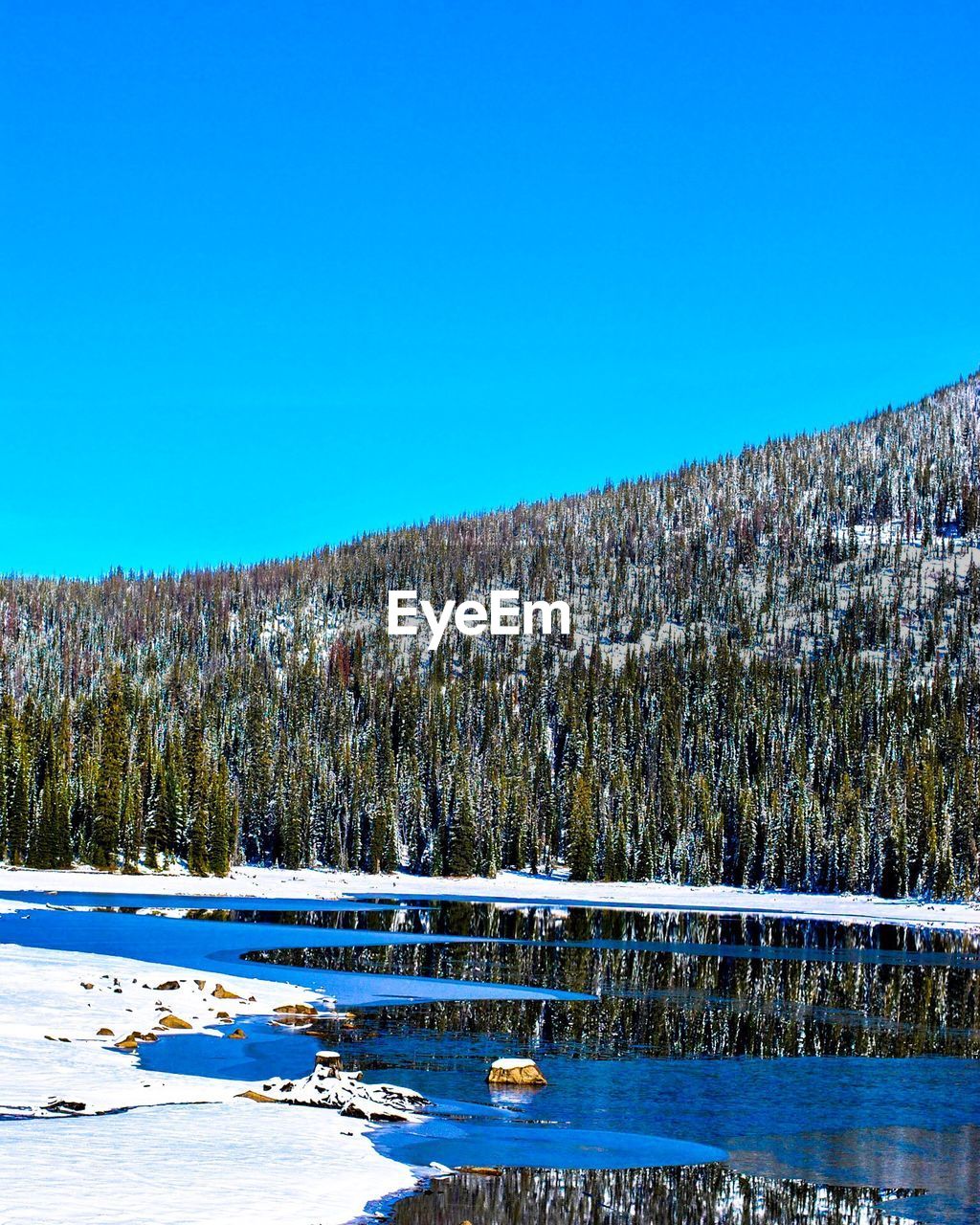 Lake by pine trees on snow covered field against clear blue sky