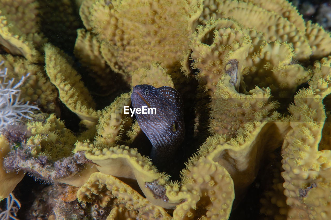 Moray eel mooray lycodontis undulatus in the red sea, eilat israel