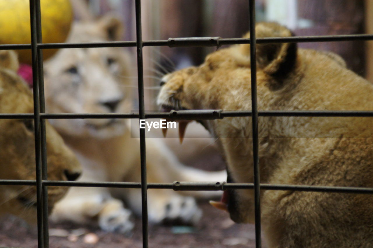 Close-up of lions in cage