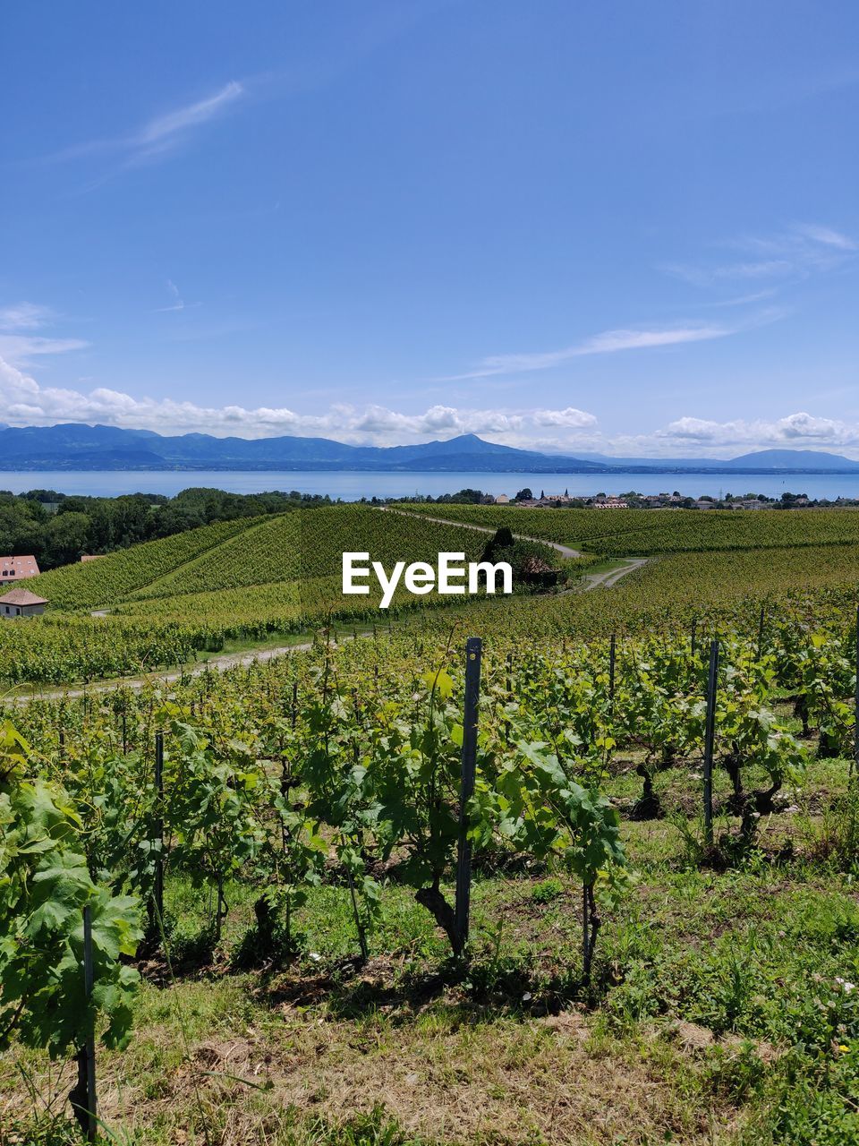 Scenic view of vineyard against blue sky
