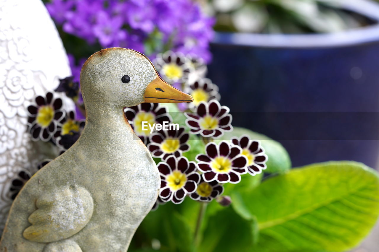 animal, flower, animal themes, nature, no people, close-up, bird, plant, animal wildlife, focus on foreground, beauty in nature, duck, flowering plant, outdoors, leaf, plant part, animal representation