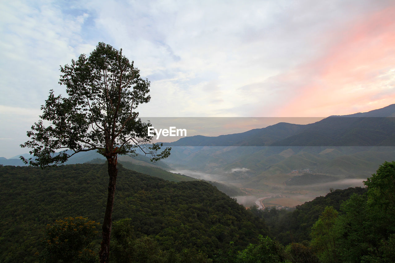 SCENIC VIEW OF TREE AGAINST SKY DURING SUNSET