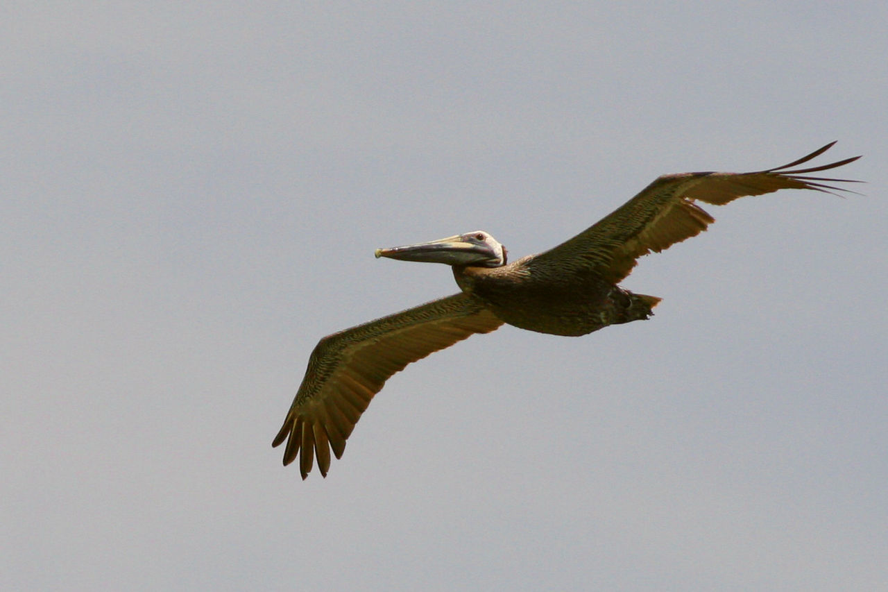 Low angle view of bird against clear sky