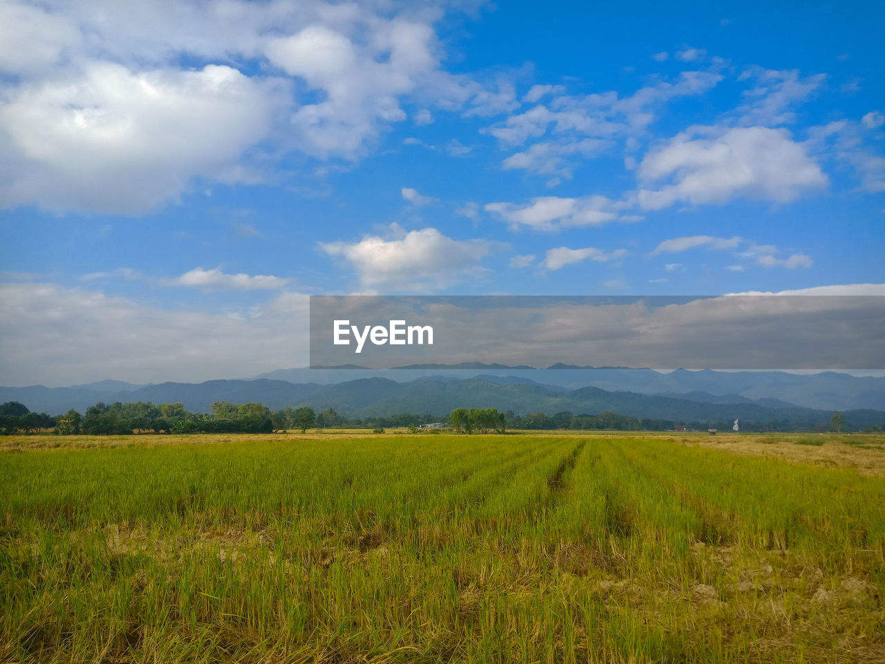 SCENIC VIEW OF FARM AGAINST SKY