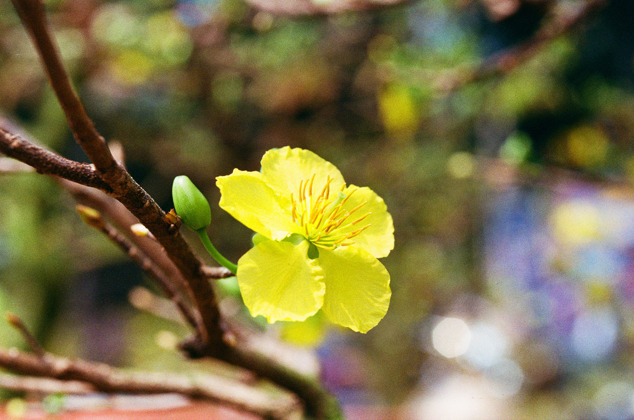 CLOSE-UP OF YELLOW FLOWERS ON TREE