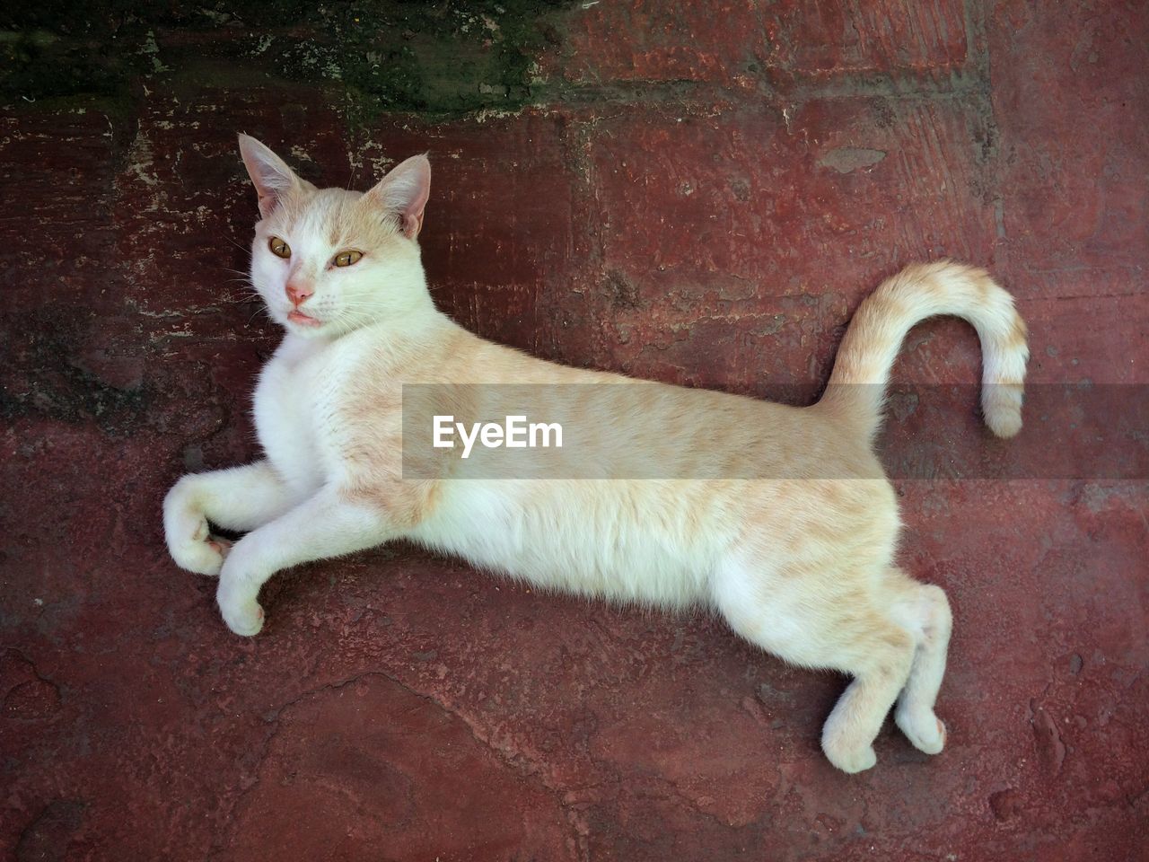 Directly above shot of cat lying on floor