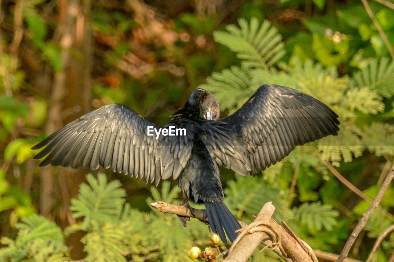 Cormorant  flying in a forest