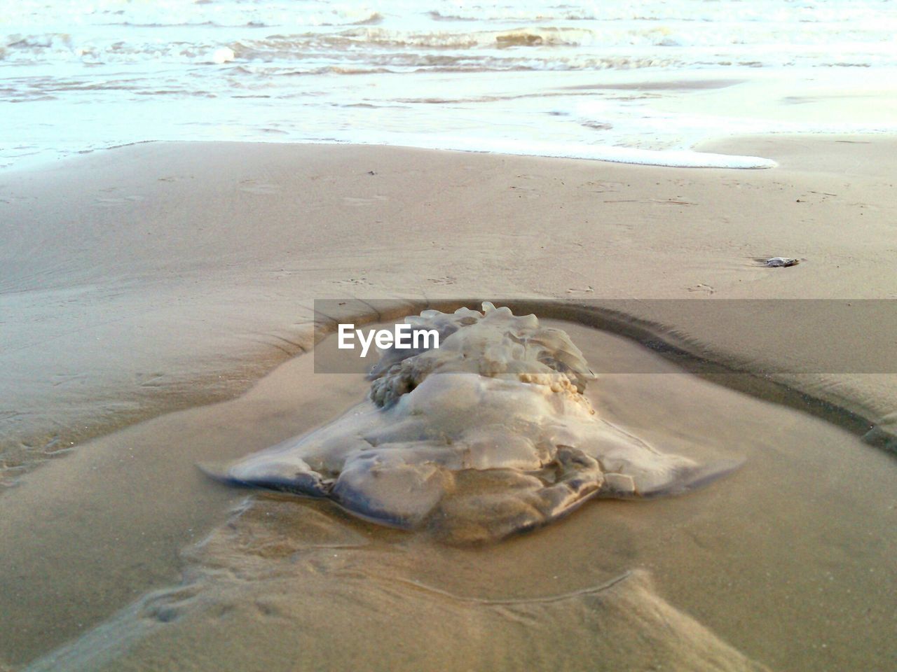 Dead cannonball jellyfish at shore