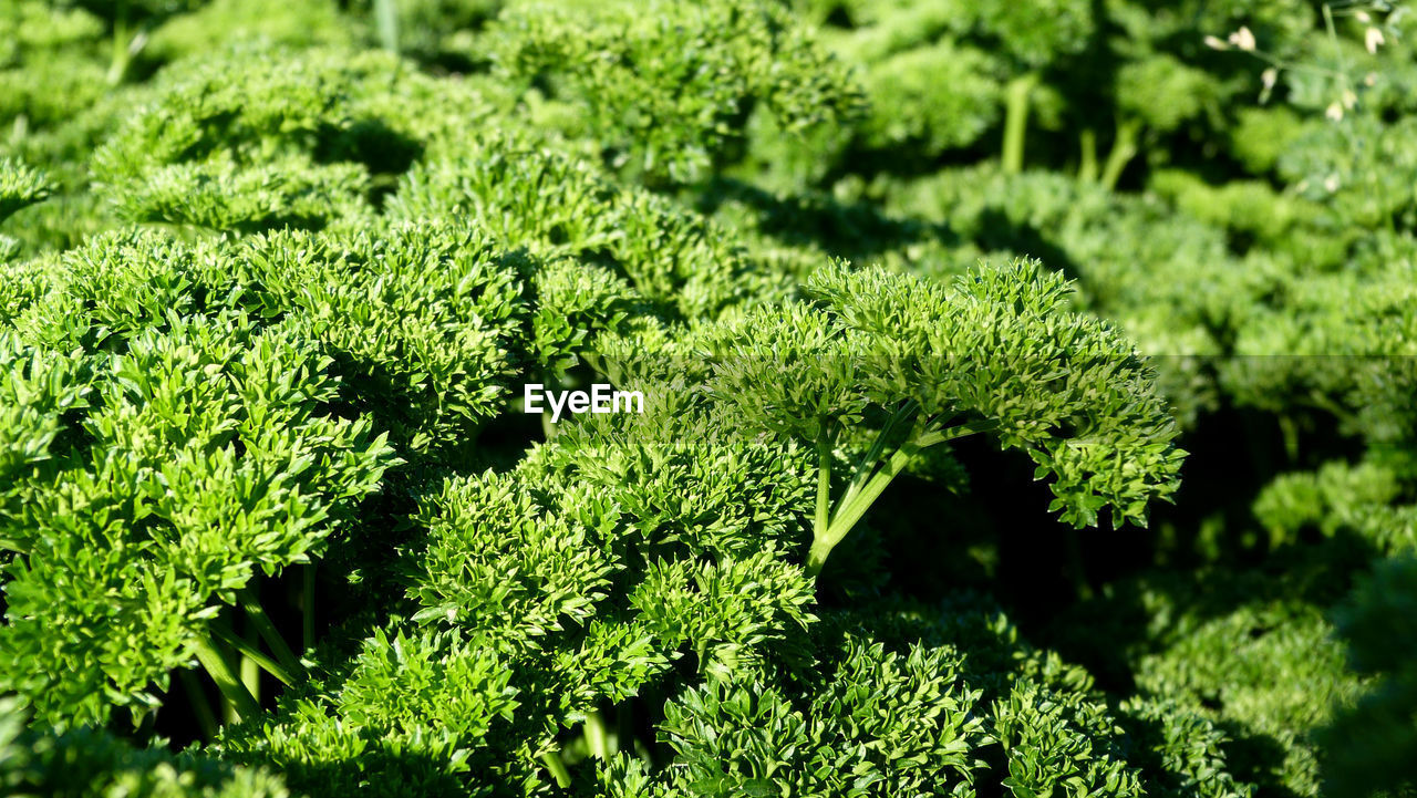 Green leaves of herbst on field