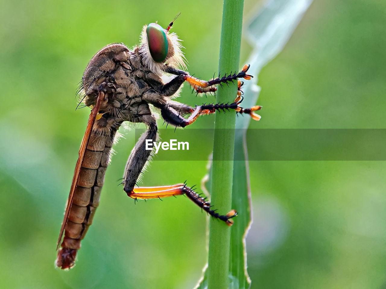 Close-up of hover fly on stem