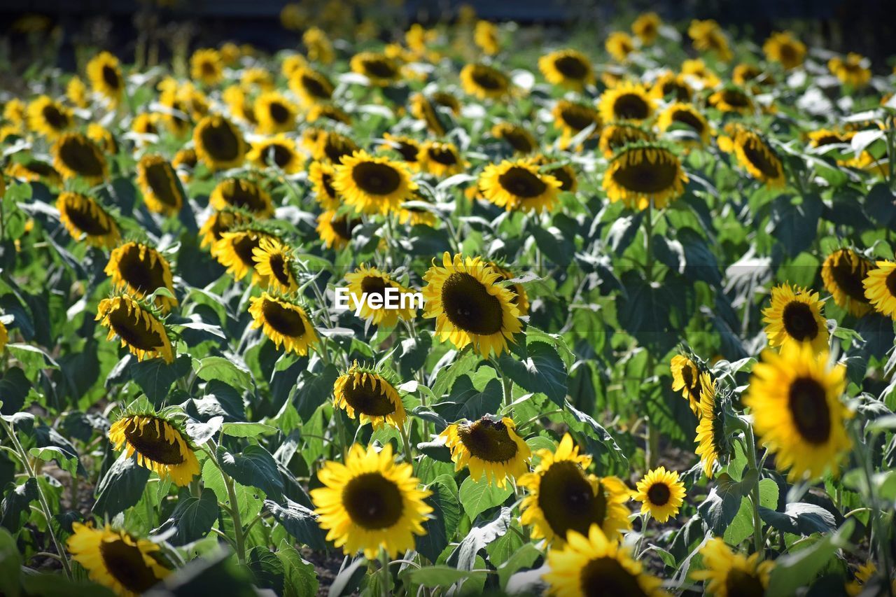 CLOSE-UP OF YELLOW FLOWERING PLANTS