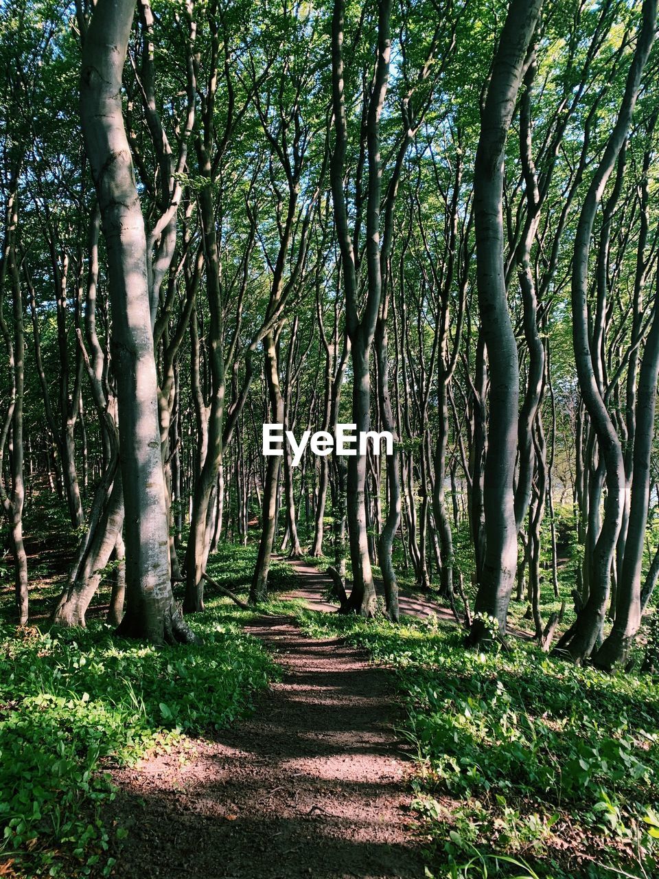 BARE TREES IN FOREST