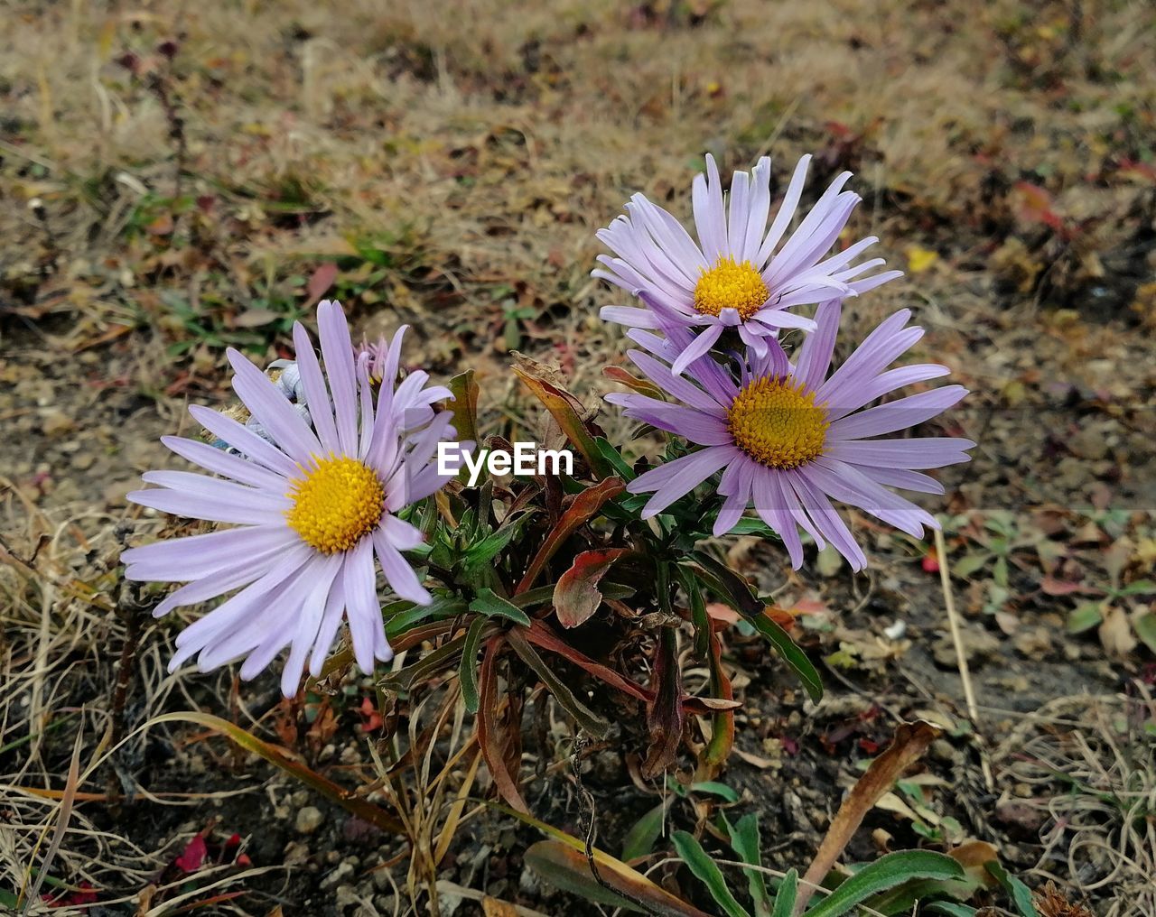 HIGH ANGLE VIEW OF CROCUS FLOWERS ON FIELD