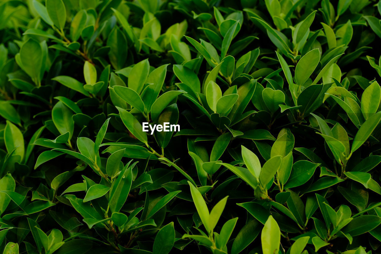 FULL FRAME SHOT OF PLANTS GROWING IN FIELD