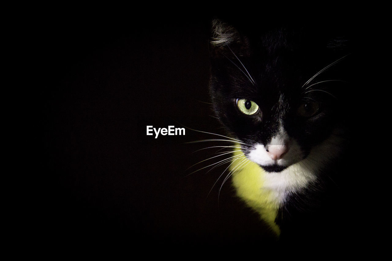 Portrait of black and white cat with pink nose. very calm situation