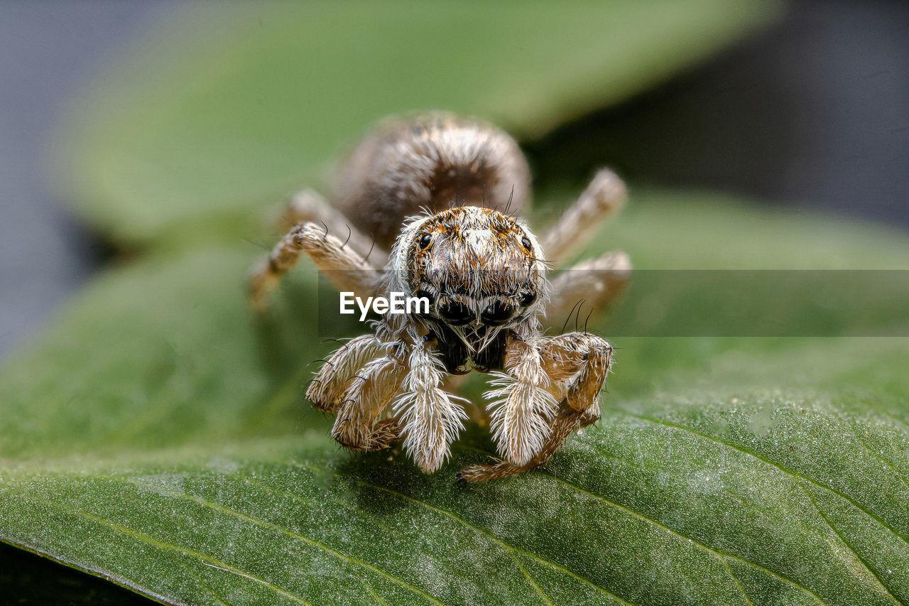 CLOSE-UP OF SPIDER IN THE BACKGROUND