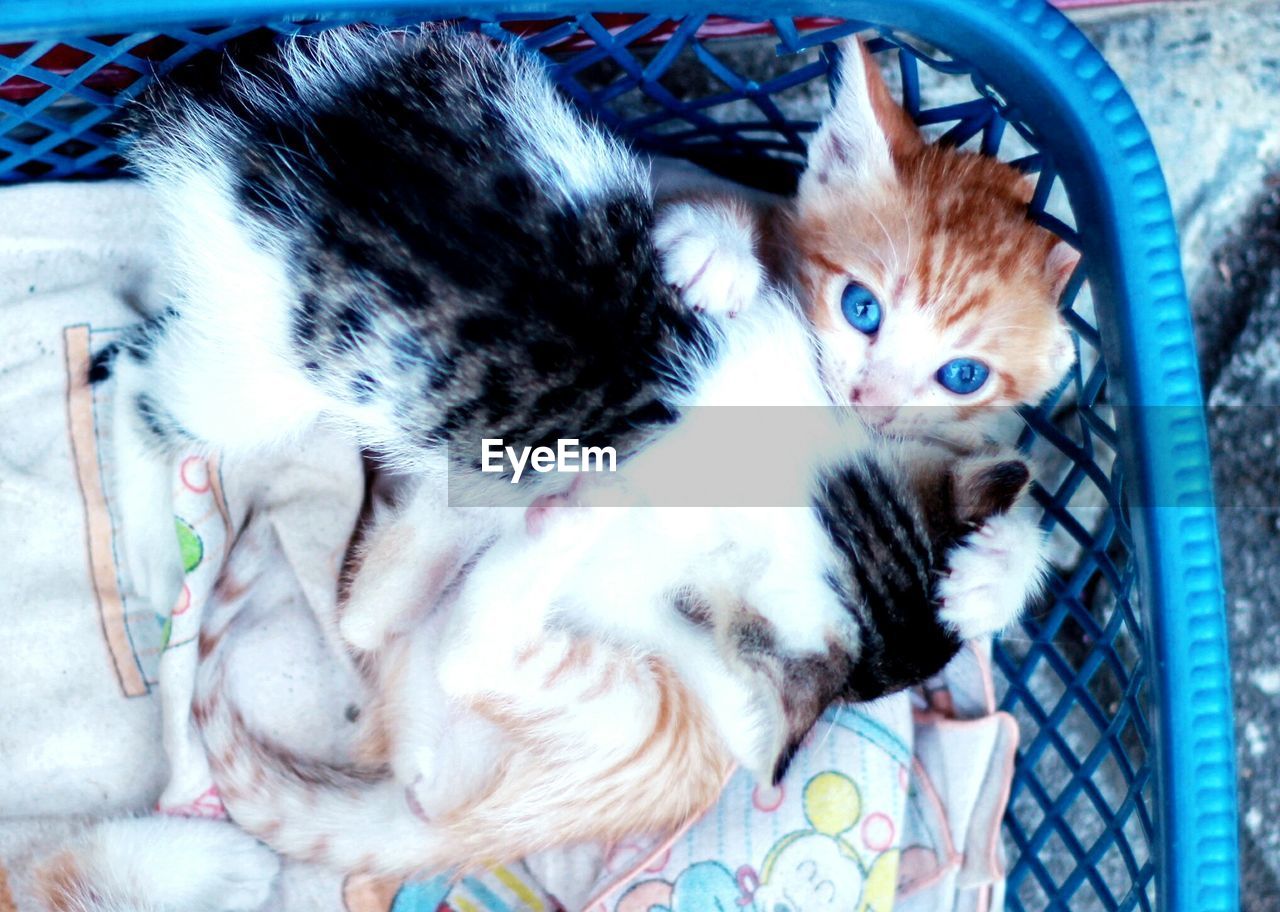 CLOSE-UP OF A CAT LYING ON BED