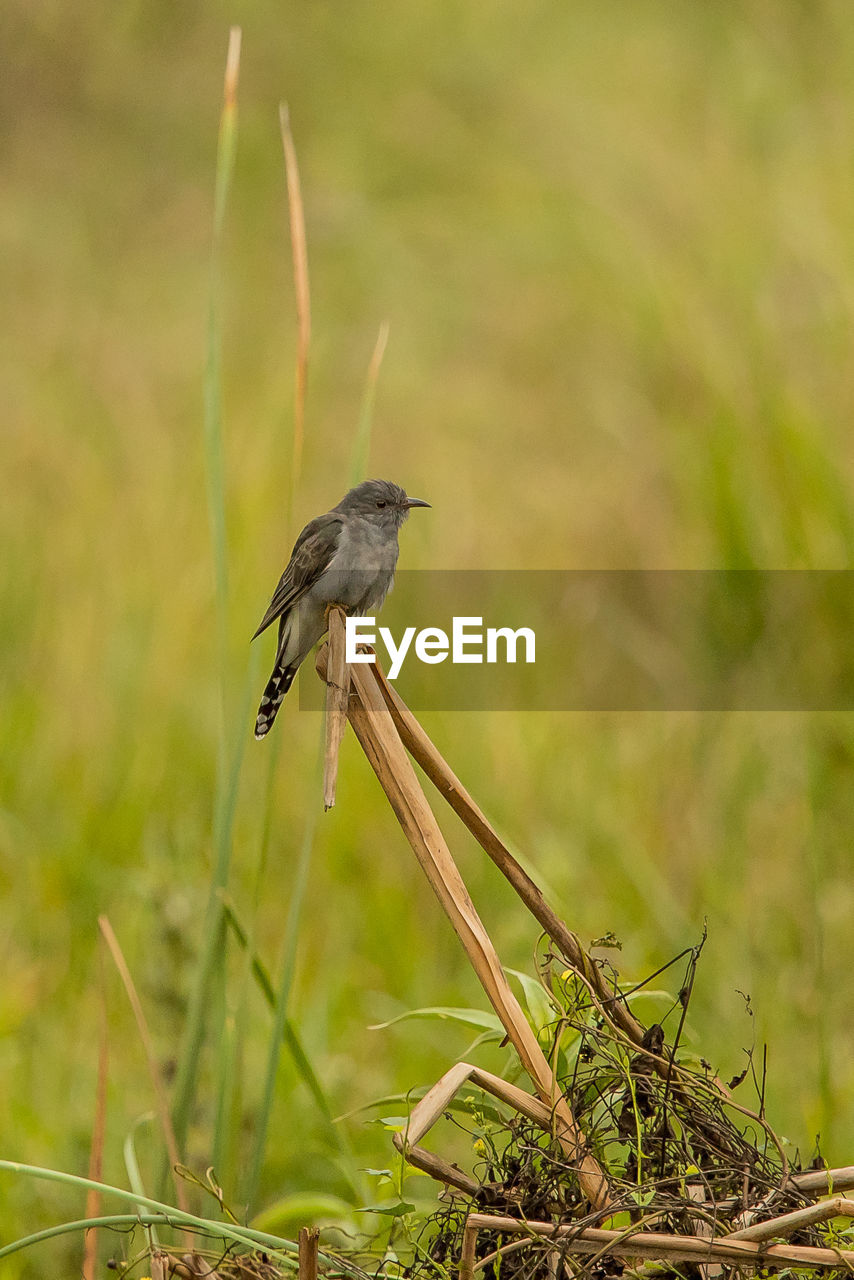 CLOSE-UP OF BIRD PERCHING ON A PLANT