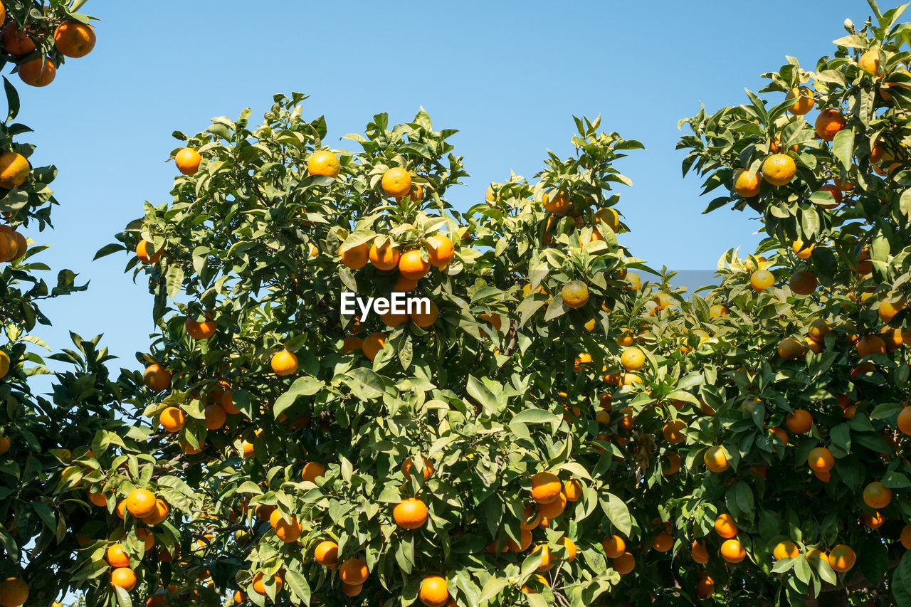 Low angle view of orange fruits on tree against sky