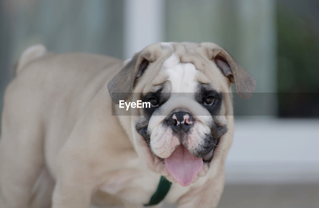 Close-up portrait of dog 