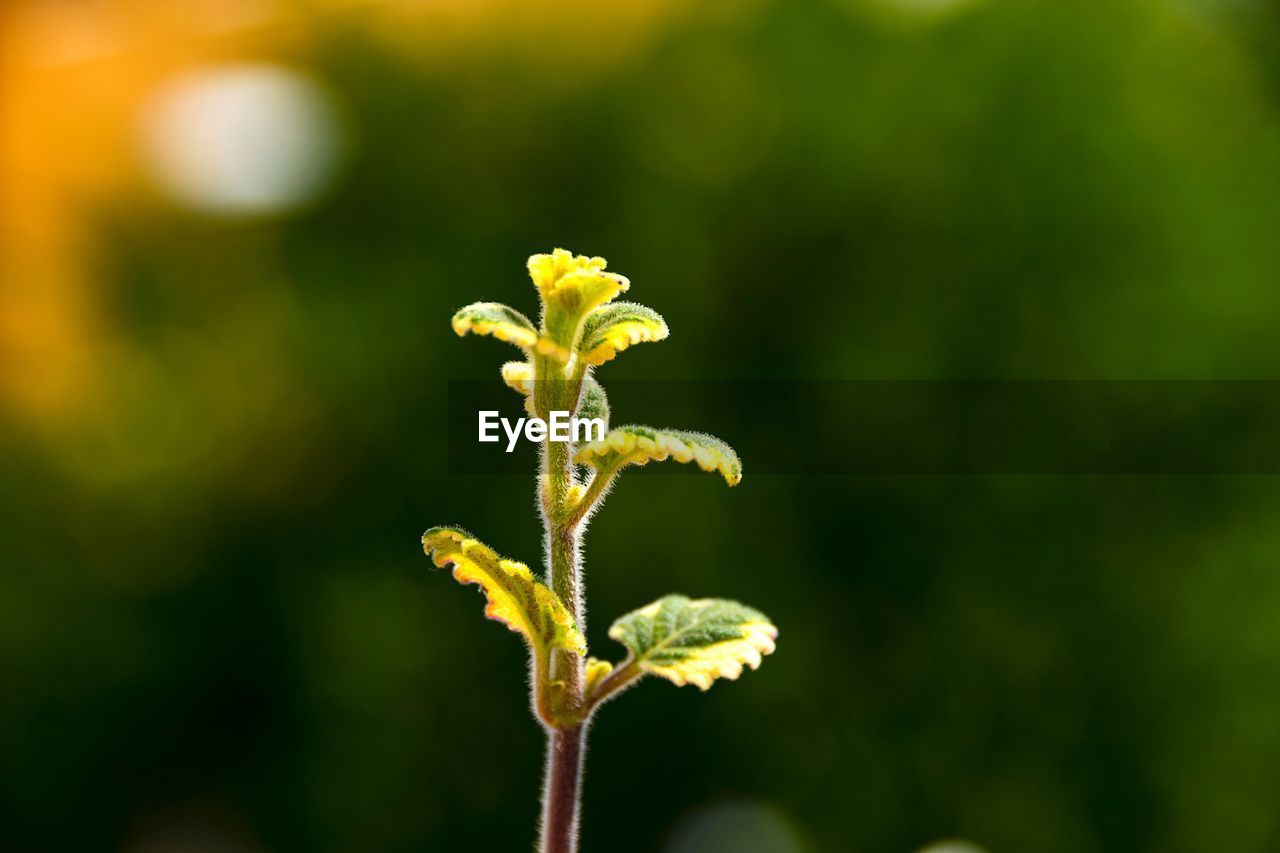 Close-up of flowering plant