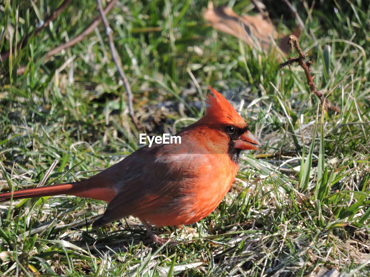 CLOSE-UP OF BIRD PERCHING ON GRASS