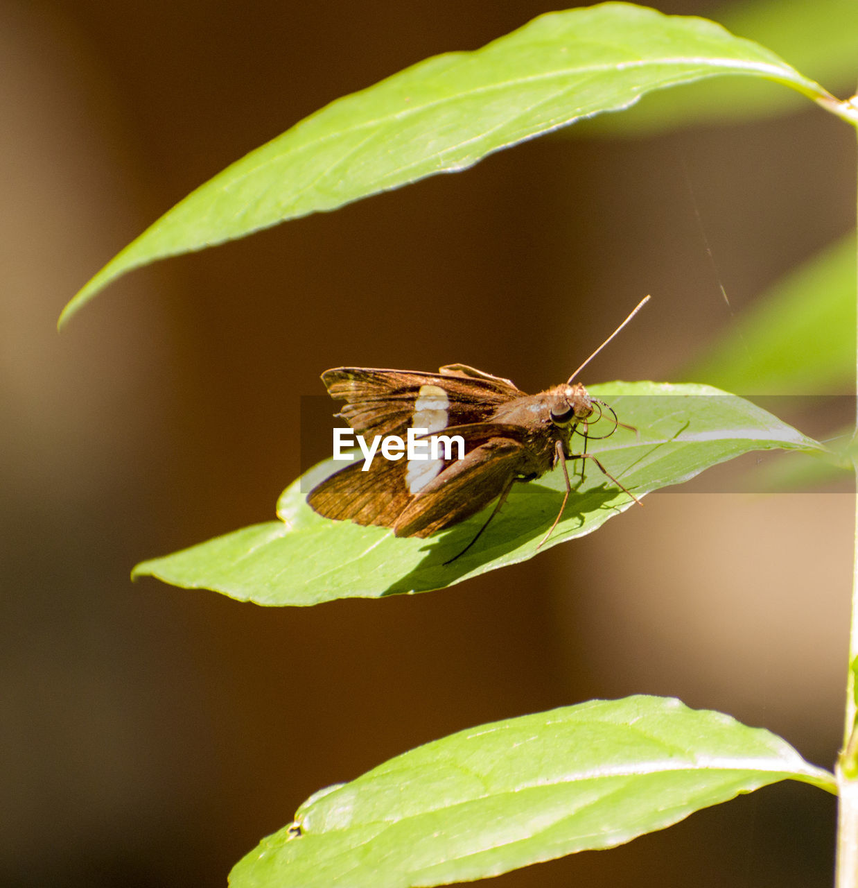 BUTTERFLY ON PLANT