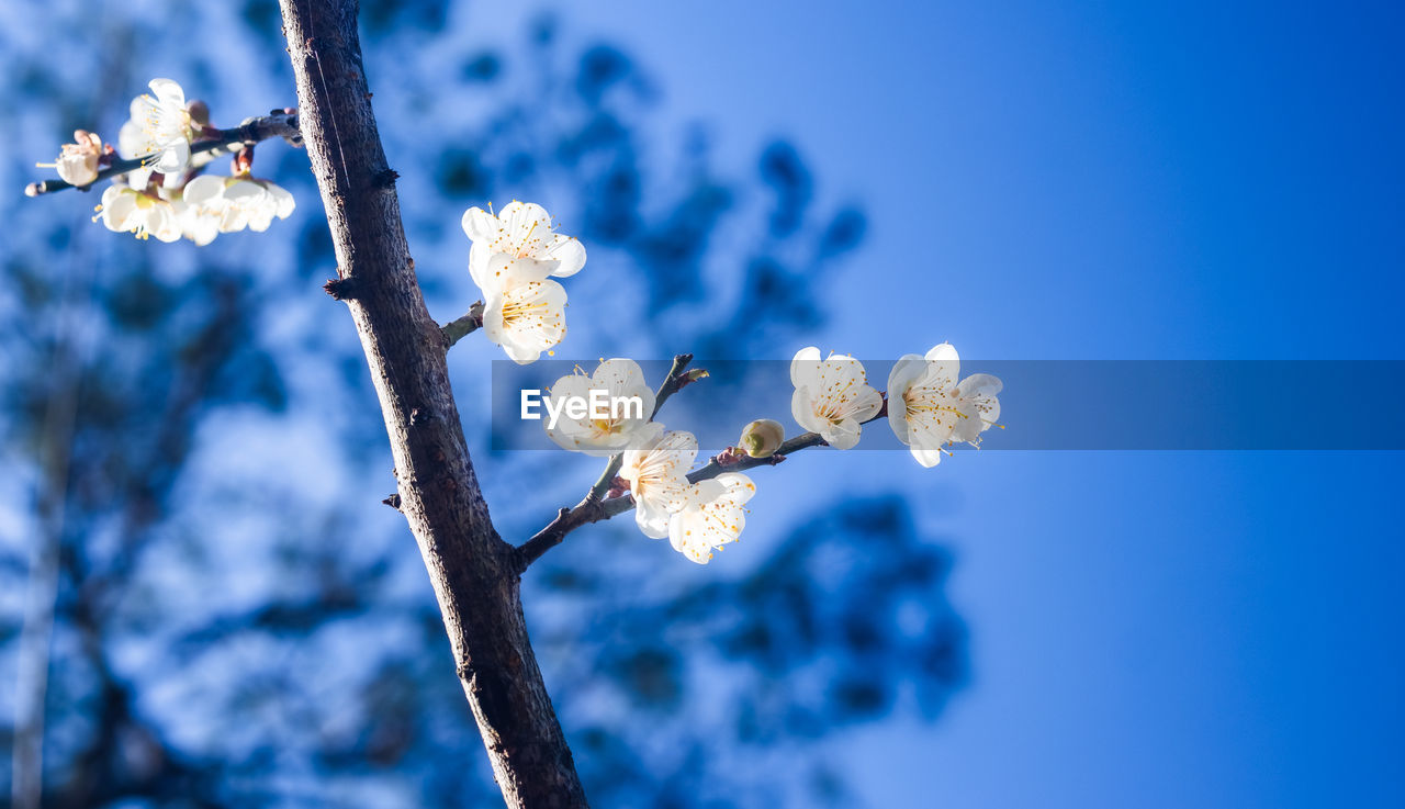 plant, flower, flowering plant, beauty in nature, tree, fragility, blossom, nature, springtime, freshness, growth, branch, blue, sky, white, no people, close-up, focus on foreground, macro photography, flower head, day, inflorescence, outdoors, cherry blossom, spring, twig, low angle view, botany, clear sky, petal, tranquility, selective focus, sunlight, fruit tree, almond tree, produce