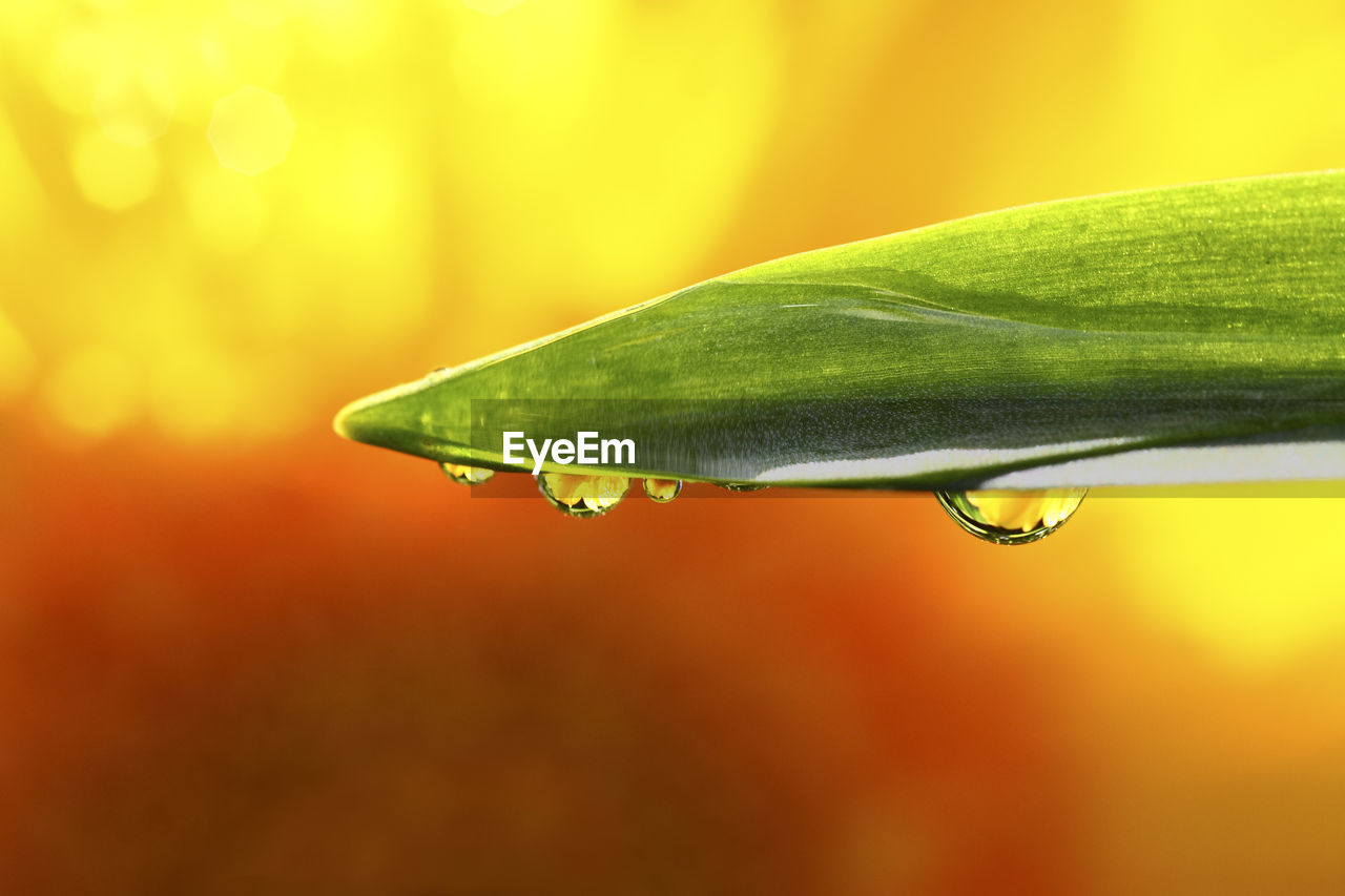 Close-up of raindrops on leaf