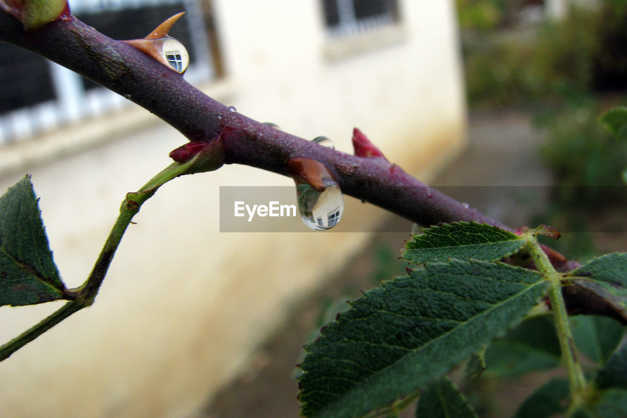 CLOSE-UP OF WET PLANT AGAINST TREE
