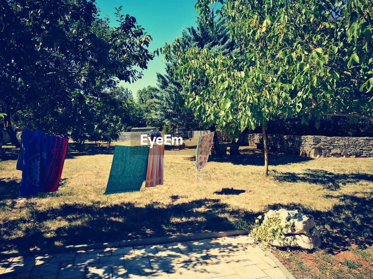 VIEW OF TREES ON SUNNY DAY