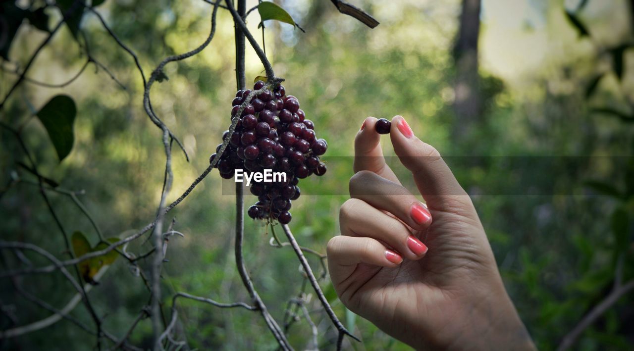 Cropped image of woman wild berry in forest