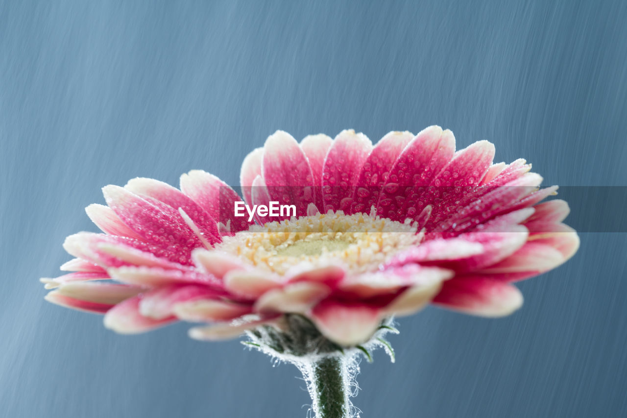 Close-up of pink flower blooming outdoors