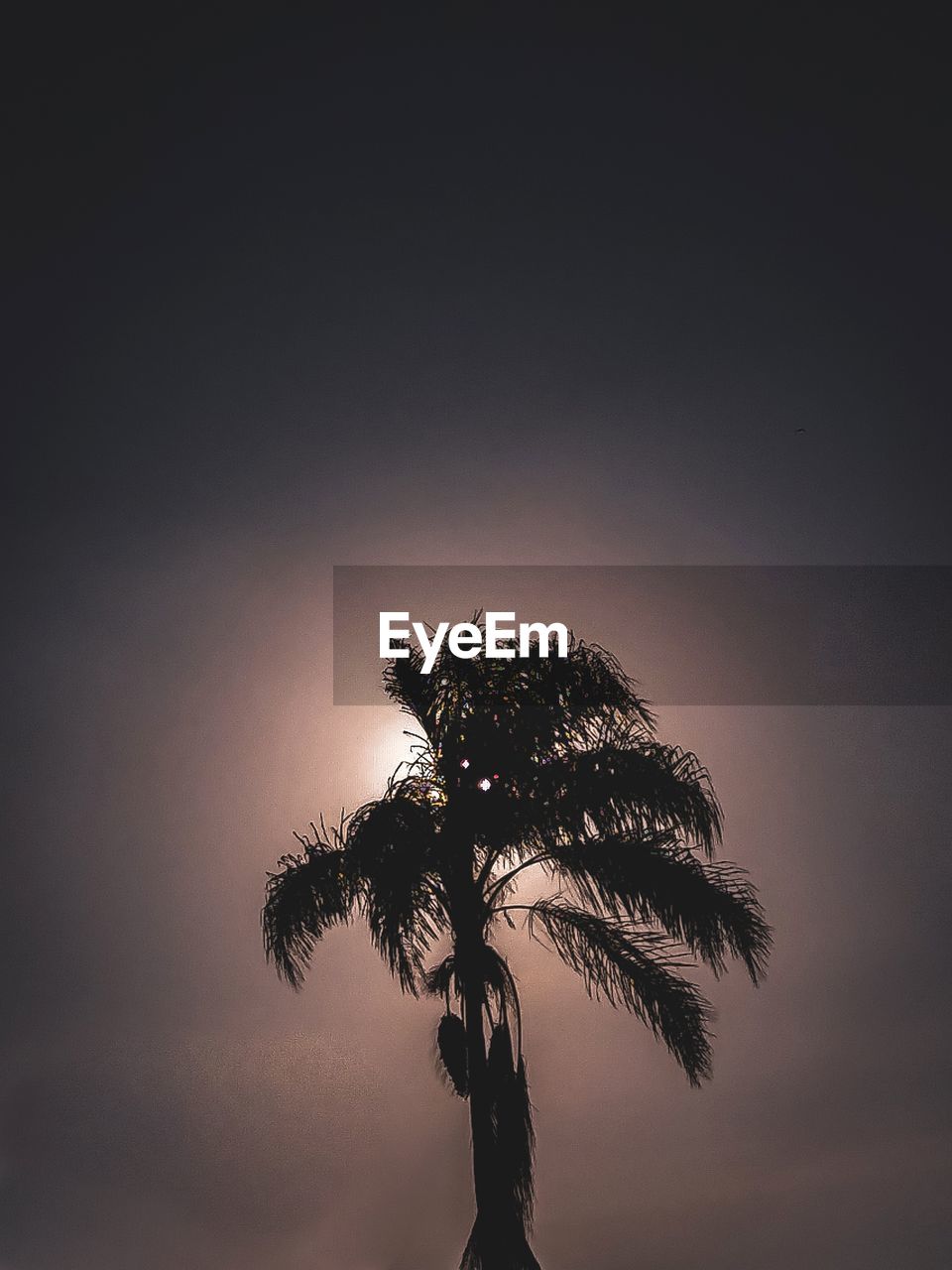 LOW ANGLE VIEW OF SILHOUETTE PALM TREE AGAINST SKY