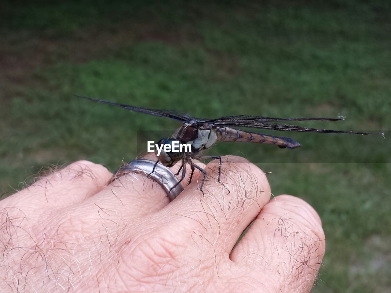 Cropped hand of man with dragonfly