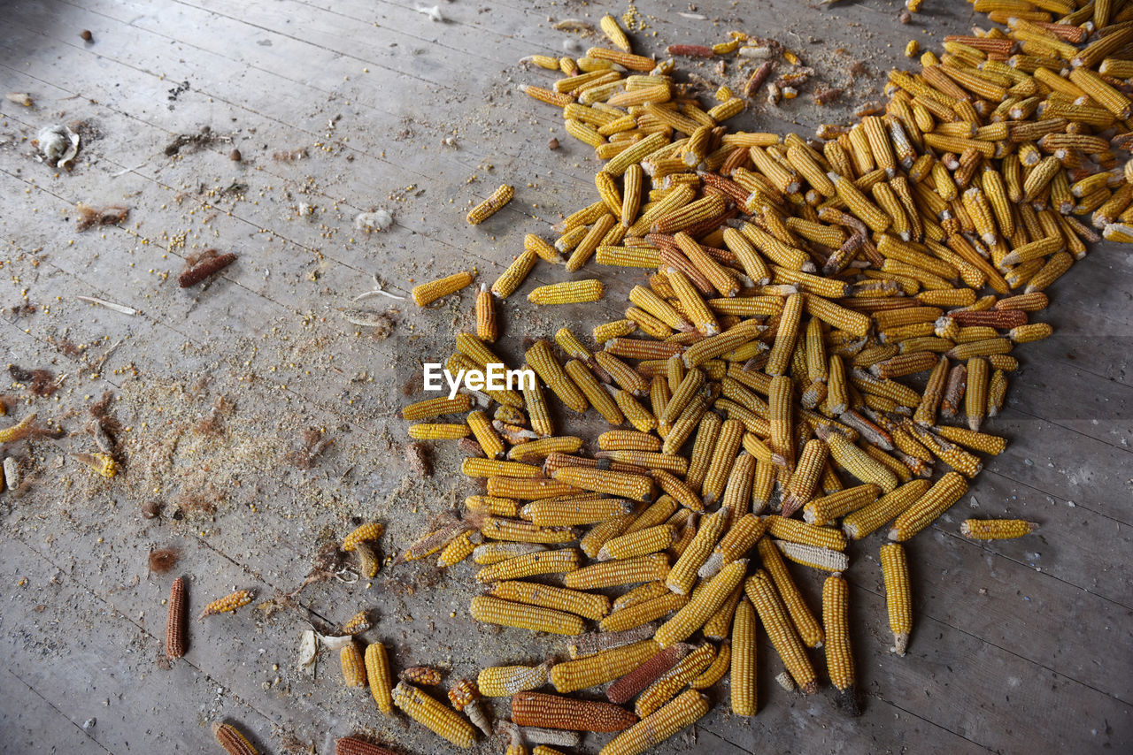 Corn cobs on wooden floor in a dirty abandoned farmhouse