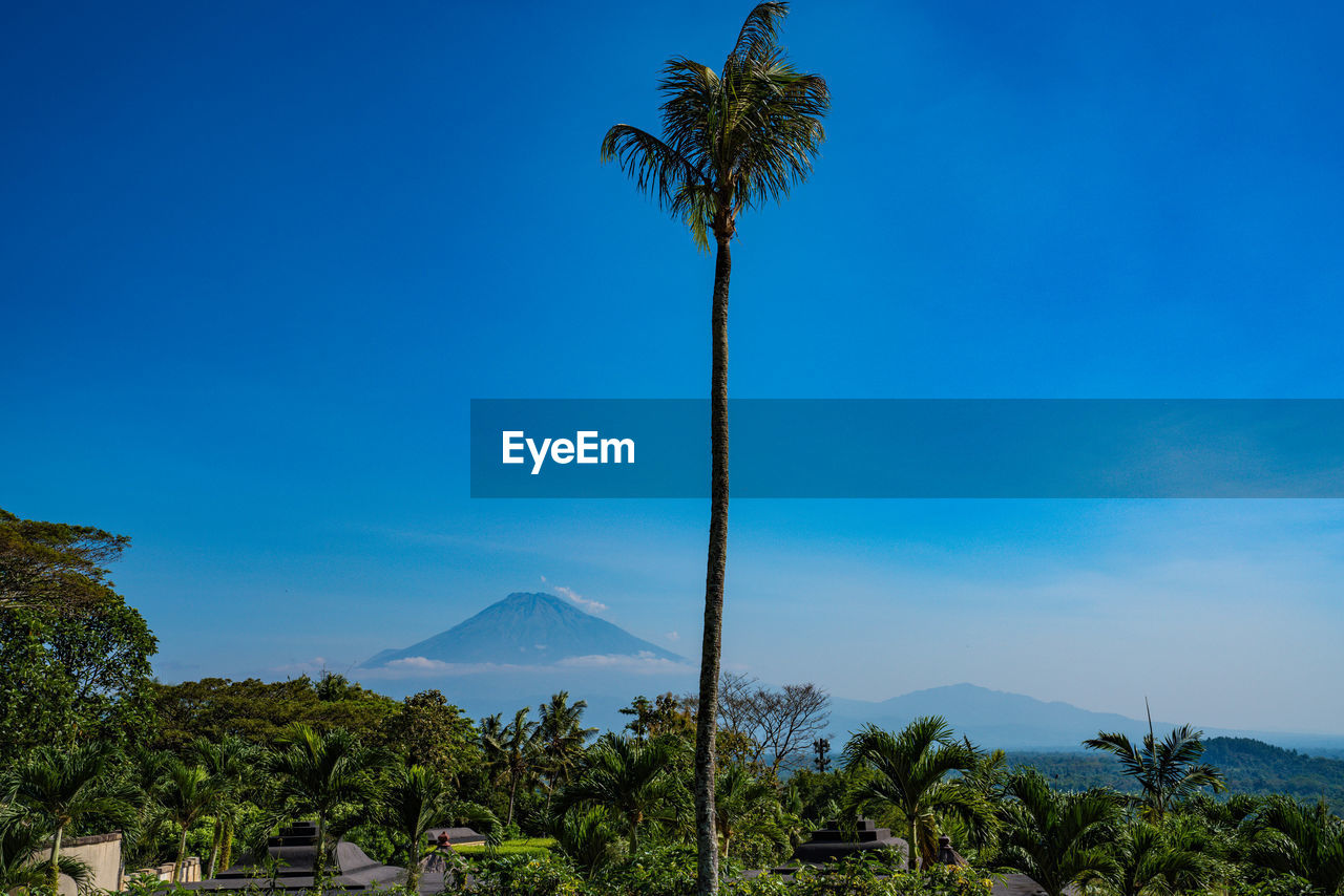 Low angle view of palm tree against blue sky