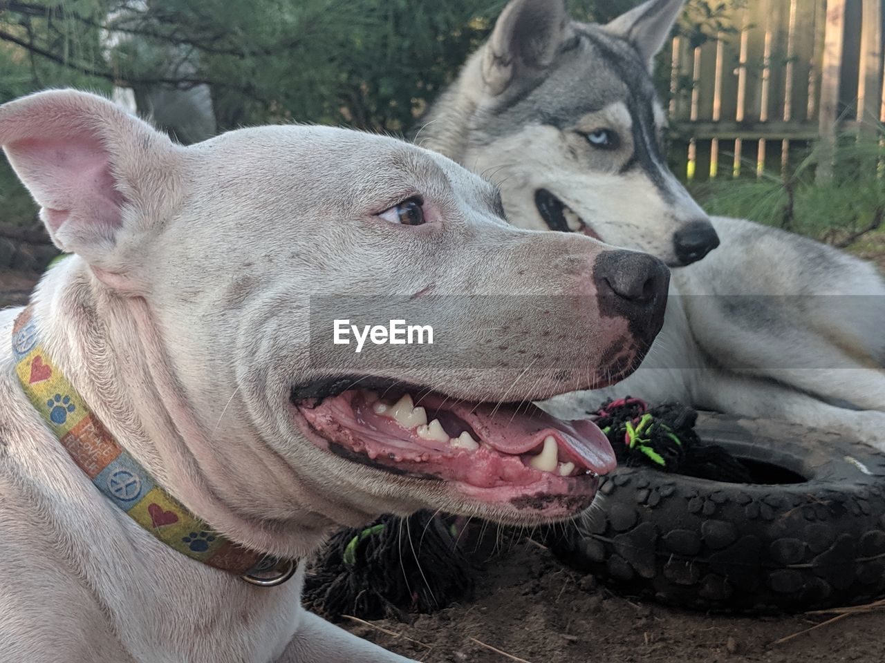 Close-up of a dog looking away