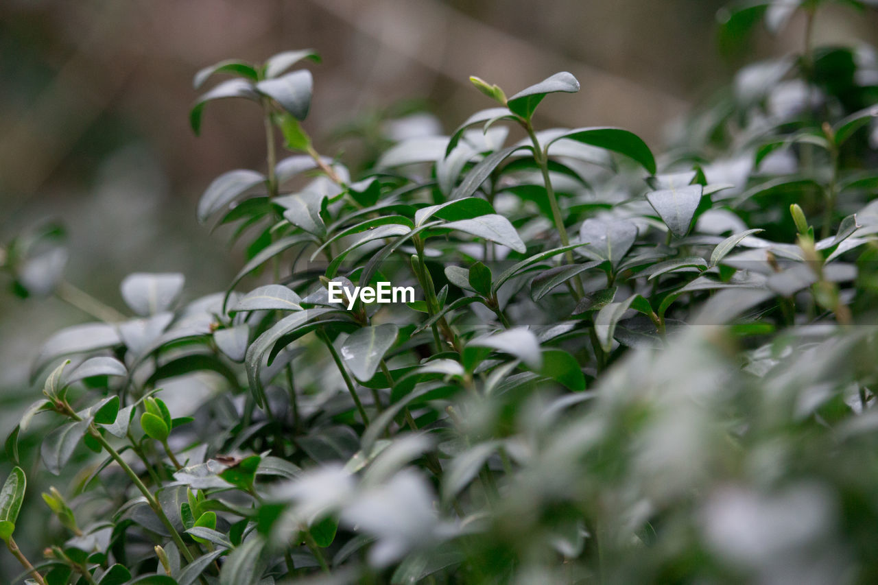 CLOSE-UP OF PLANT