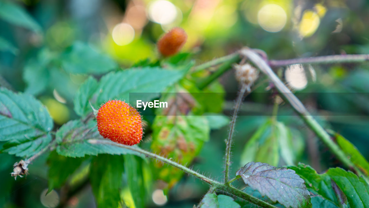 CLOSE-UP OF FRUITS ON TREE