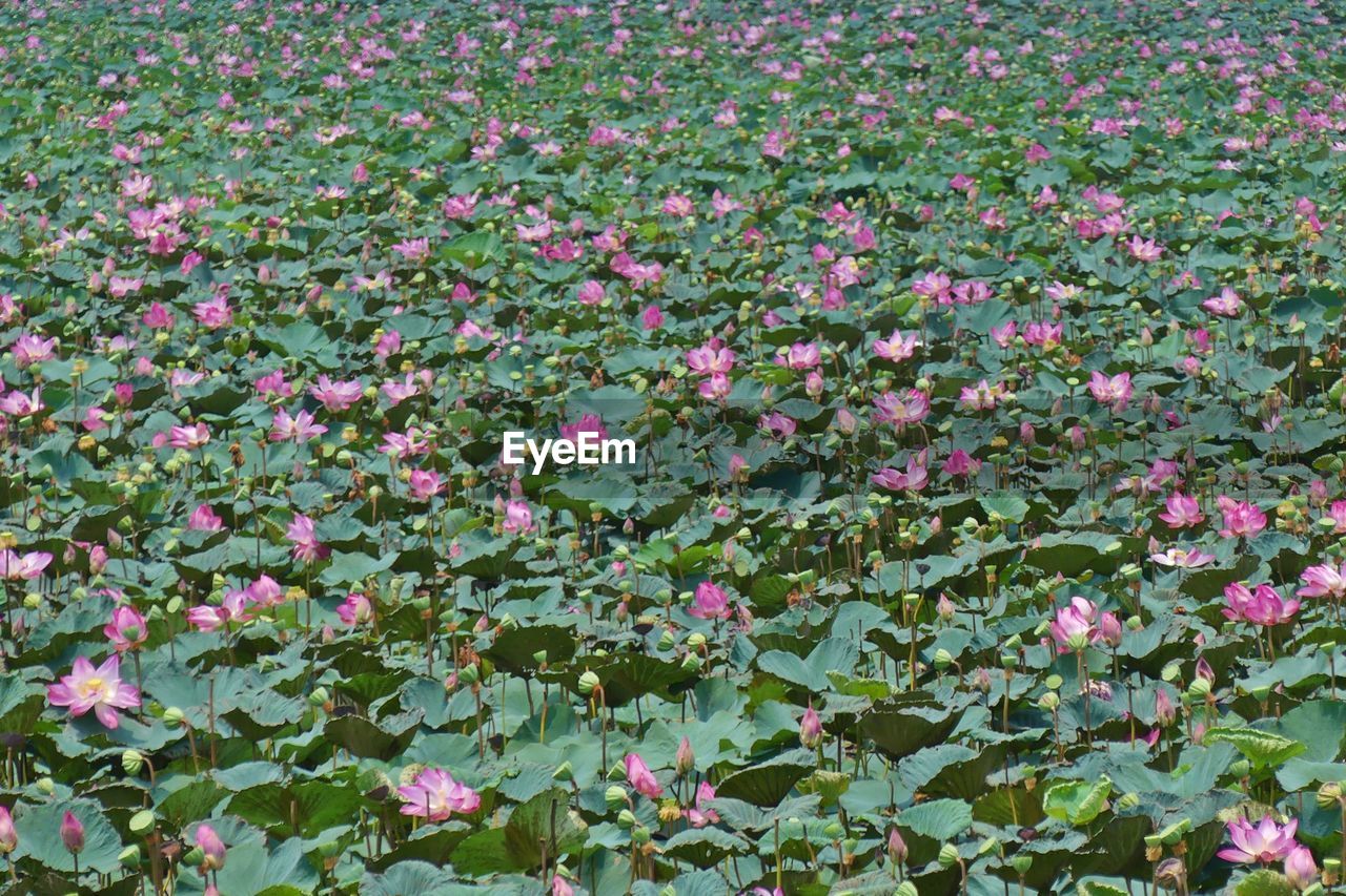 CLOSE-UP OF PINK FLOWERS