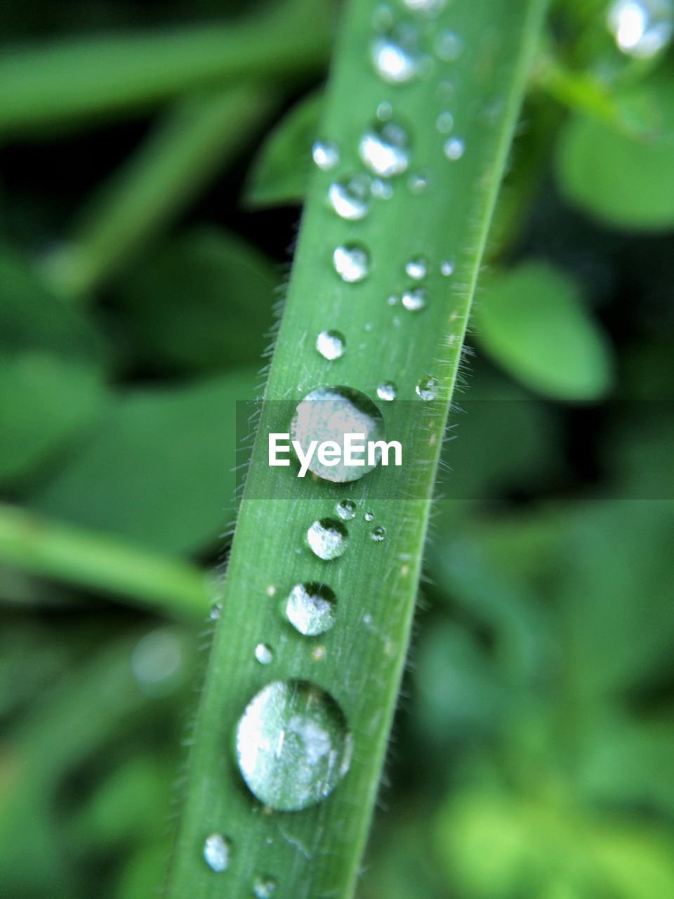 Close-up of wet leaf