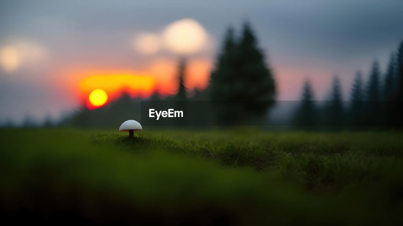 plant, sky, grass, nature, tree, sunlight, cloud, no people, beauty in nature, land, morning, golf, dusk, scenics - nature, environment, tranquility, selective focus, golf course, outdoors, landscape, forest, tranquil scene, reflection, sports, activity, green, ball, twilight