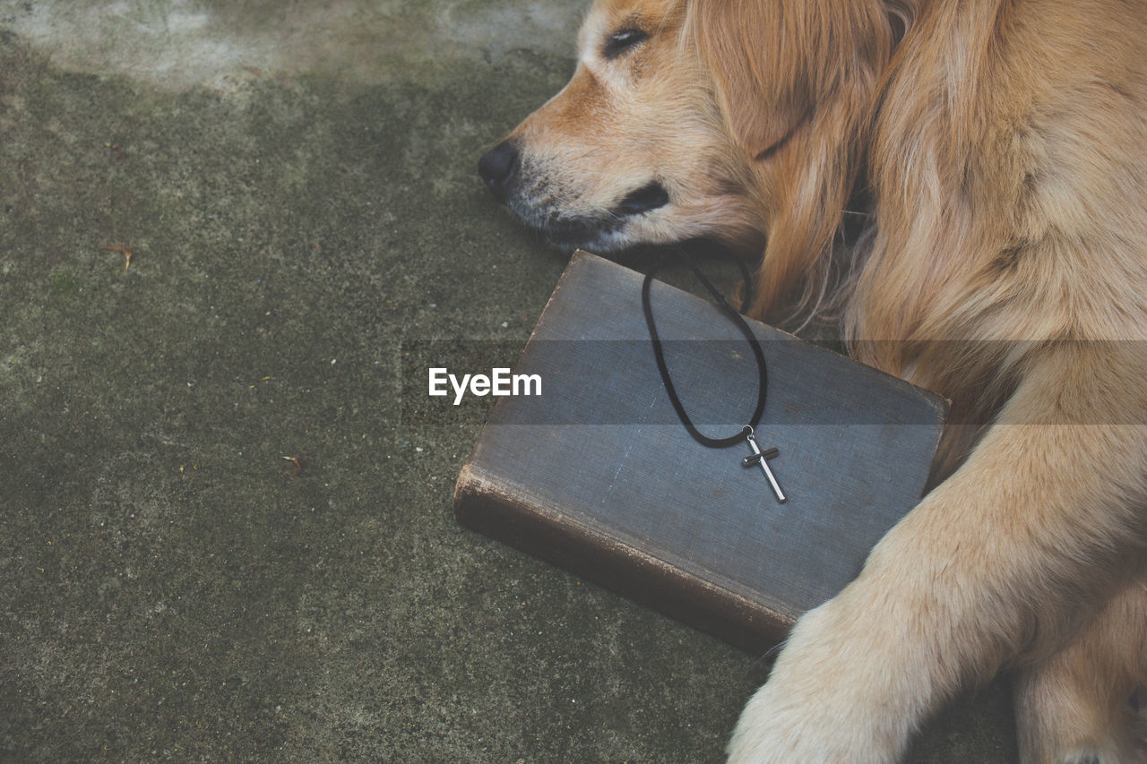A golden retriever with a bible with a cross with a copy space. 