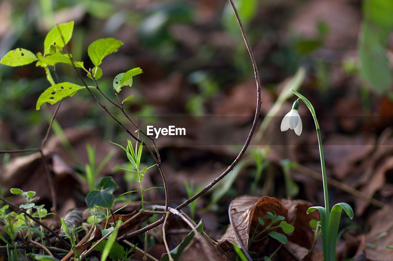 Close-up of green plant on field